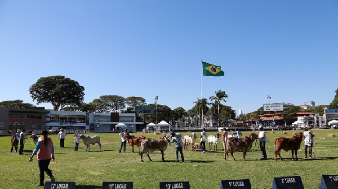 Megaleite terá feira do Pró-Genética, Pró-Fêmeas e atendimento do PMGZ