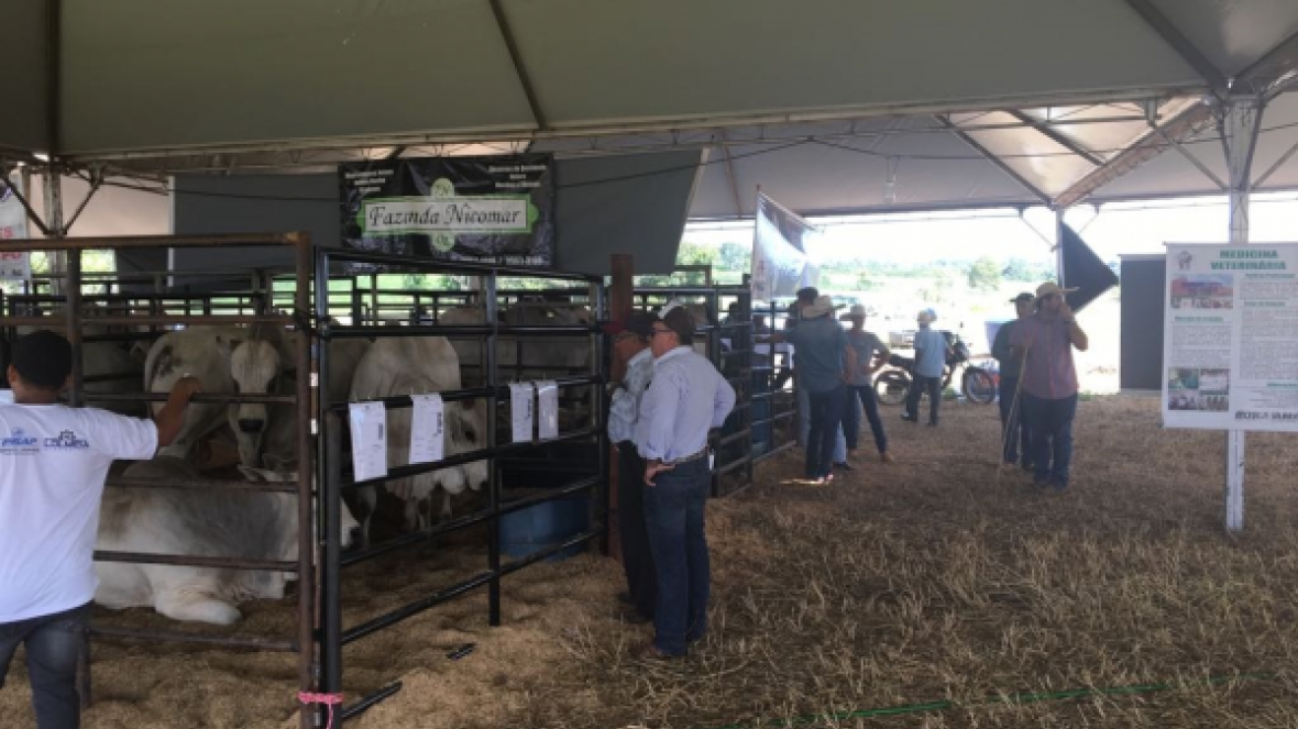 Pró-Genética comercializa mais de 20 touros em Ji Paraná (RO)