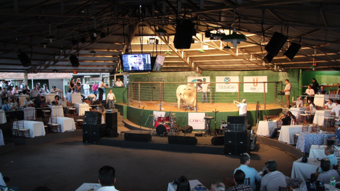 Vitrine e Desfile de Touros apresentam promessas da genética zebuína