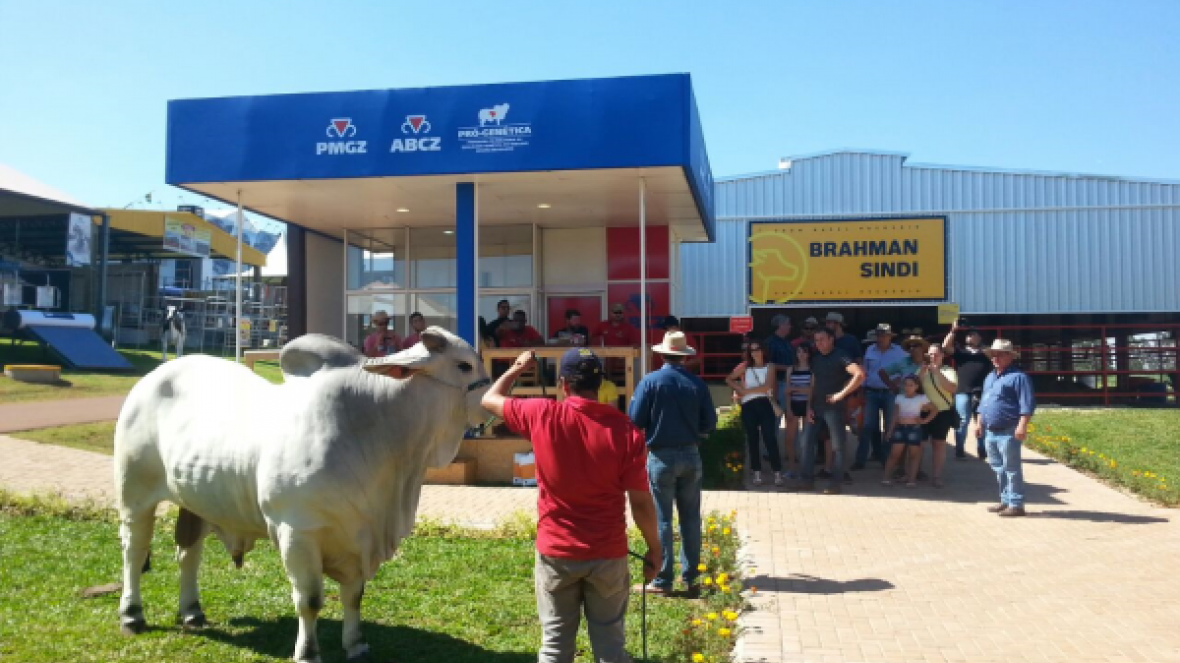 Zebu atrai atenção na Show Rural Coopavel