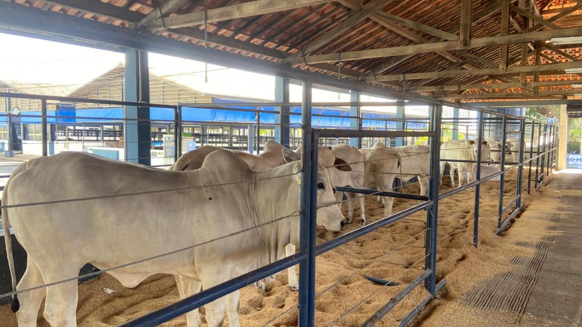 ExpoGenética registra aumento no número de animais inscritos