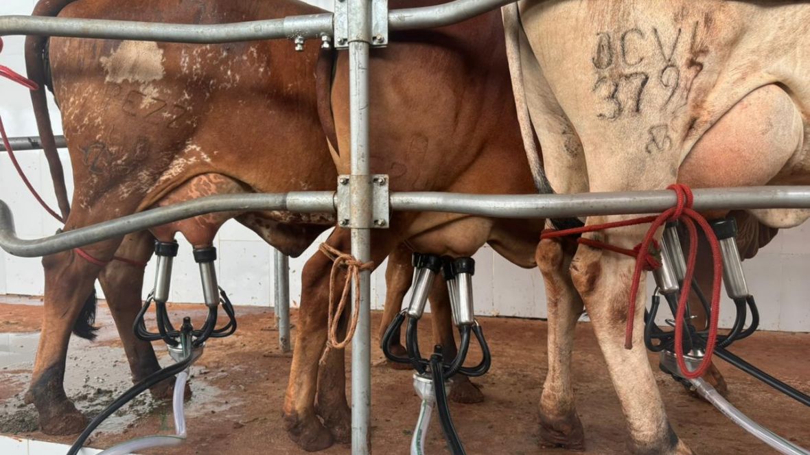Novilhas participantes da 1ª Prova de Produção de Leite Tropical passam por controle leiteiro oficial