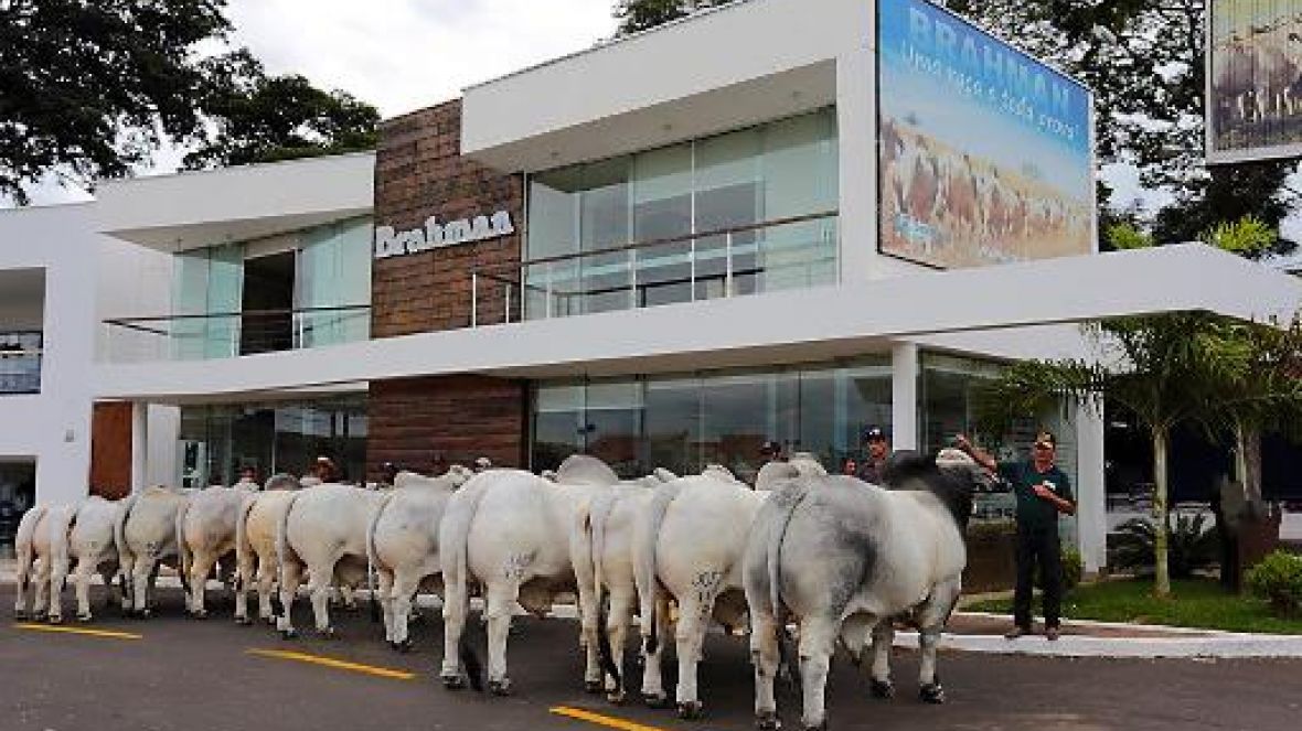 ACBB apresenta resultados da ExpoBrahman 2015  