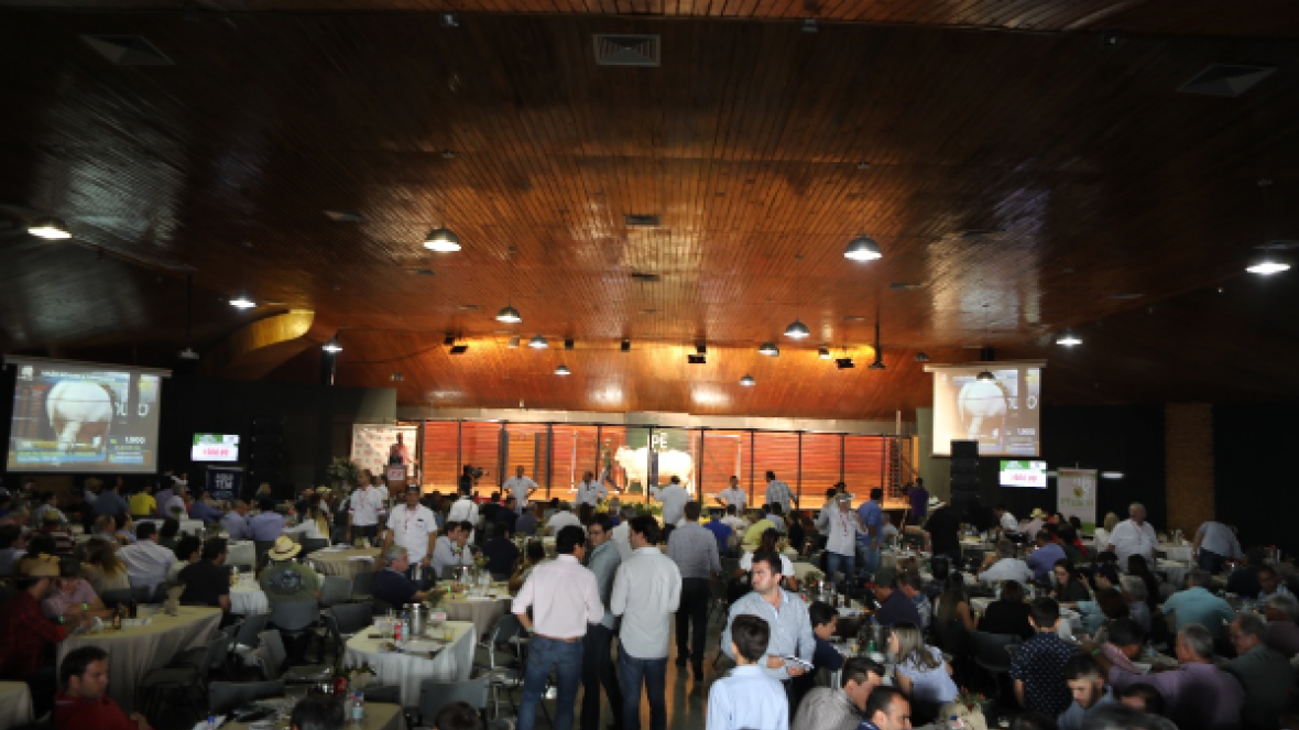 Leilões da ExpoZebu 2019 já movimentaram R$14 milhões de reais