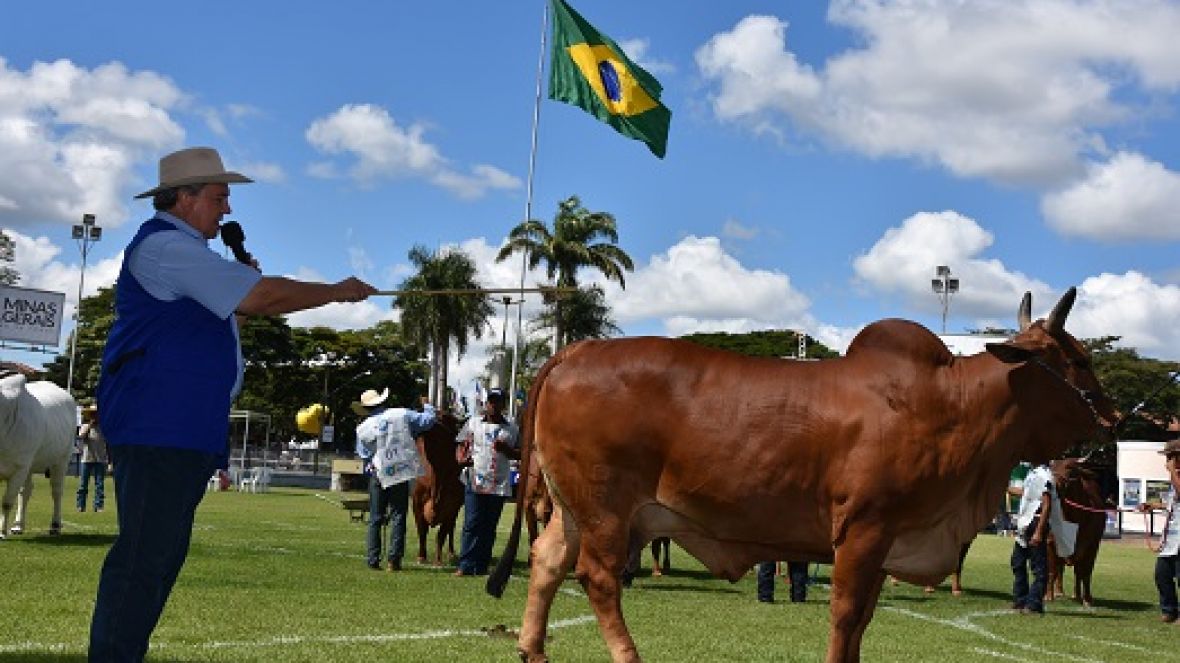 ExpoZebu 2019: ABCZ divulga a ordem de avaliação dos julgamentos dos animais