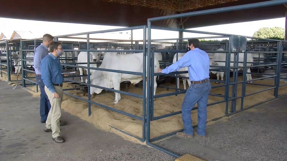 Representantes de centrais de inseminação visitam touros do PNAT