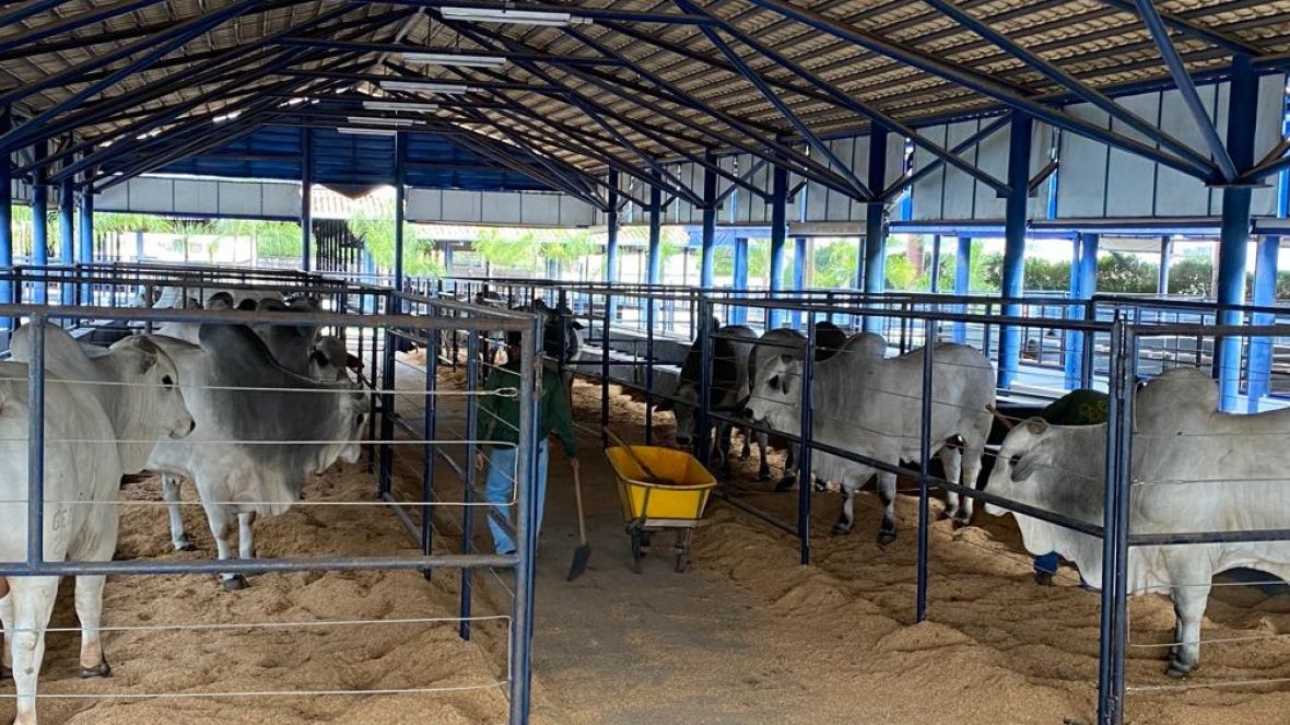 Parque Fernando Costa começa a receber animais da ExpoGenética 2022