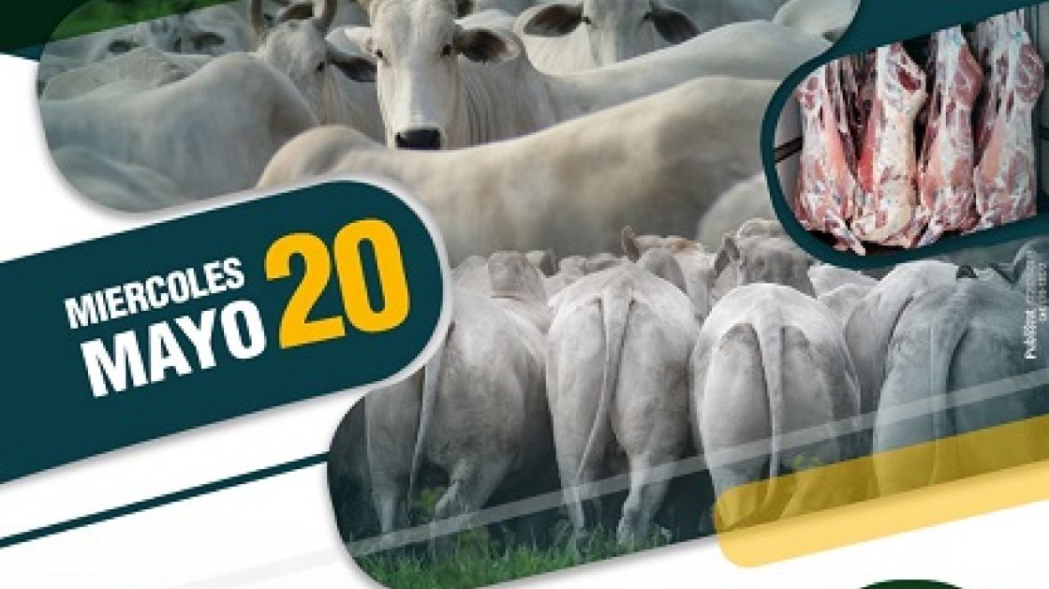 Gerente da ABCZ participa de seminário online promovido pela ASOCEBU Bolívia