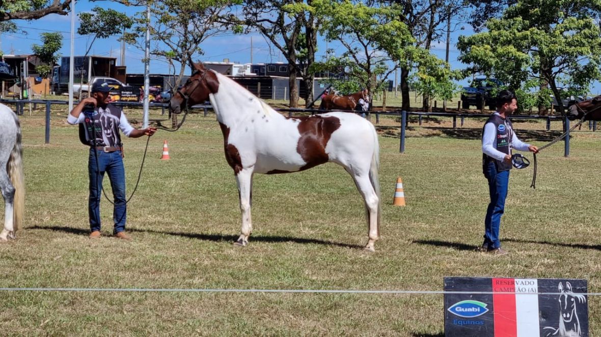  Crioulo e Mangalarga Marchador comemoram sucesso de exposições durante a ExpoZebu