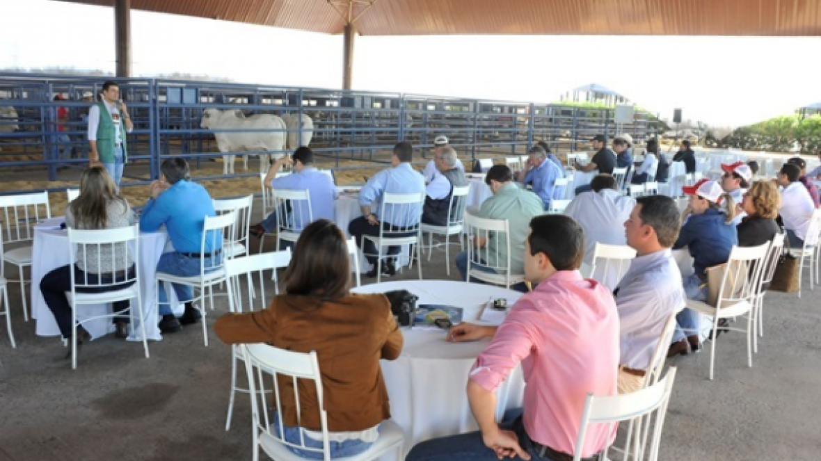 Zebu a Campo agita Pavilhão Multiuso na ExpoZebu