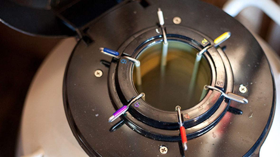 Aberto mercado de sêmen bovino para Israel