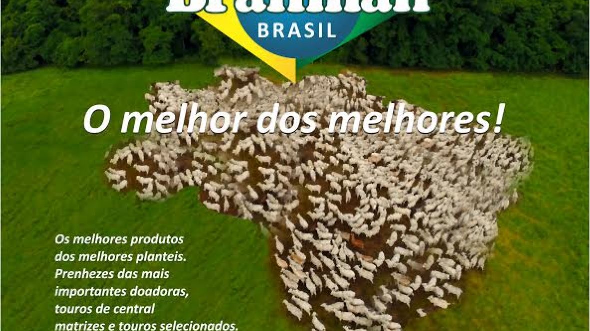 1º Leilão Brahman Brasil tem chancela do Pró-Genética