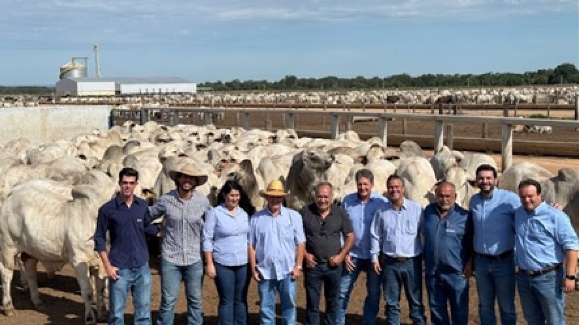 Genética de resultados: como o PMGZ Carne verticaliza a cadeia produtiva e comprova com exatidão a superioridade de touros zebuínos melhoradores