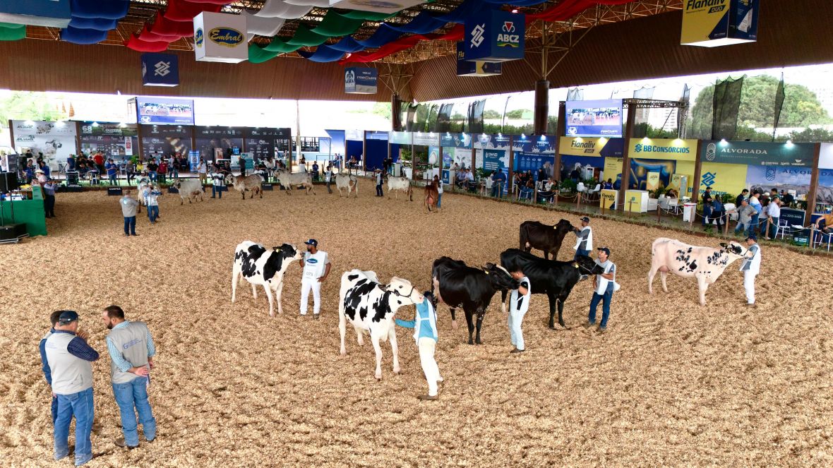 Julgamentos das raças Gir Leiteiro e Girolando movimentam a pista da 2ª ExpoLeite