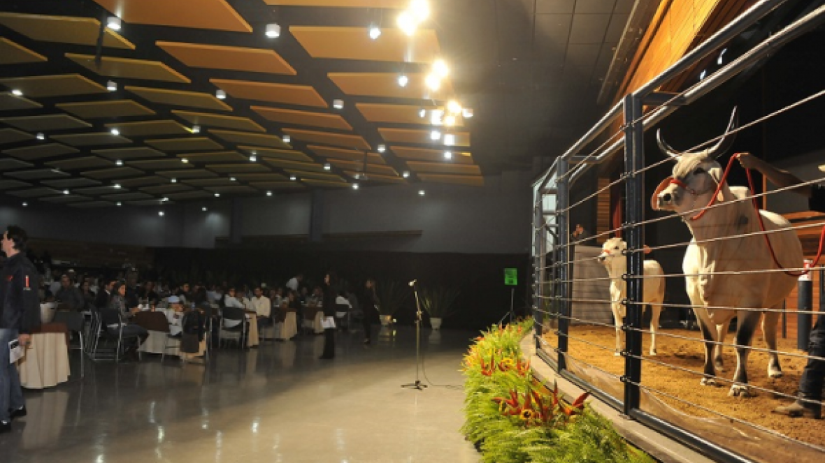 Leilões da ExpoZebu ultrapassam R$ 30 milhões