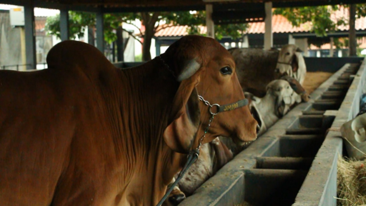 ExpoZebu 2018: Cerca de 600 animais já estão no Parque Fernando Costa