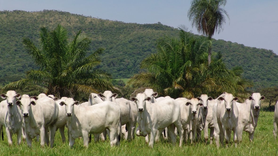 Raça Nelore será destaque na Expo Agro Premium, em Ituverava (SP)