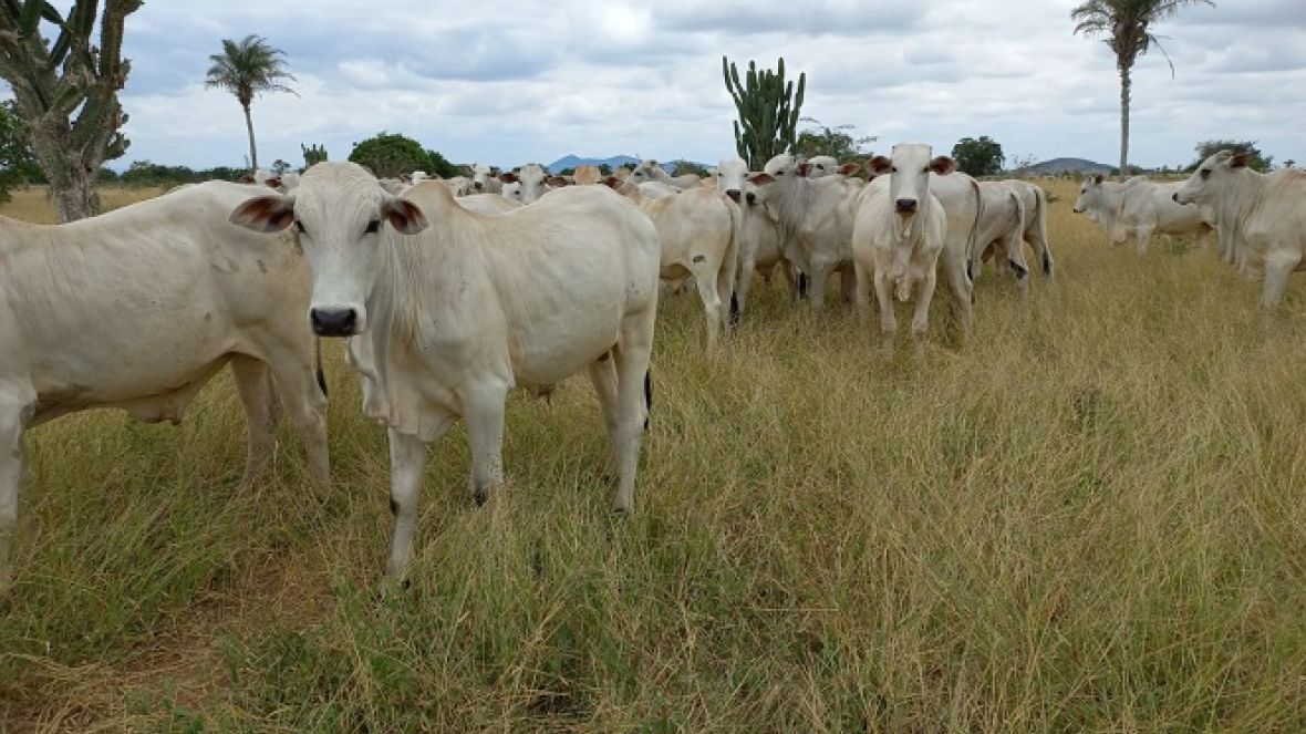 Nelore linhagem baiana comprova eficiência em Prova de Ganho em Peso a Pasto