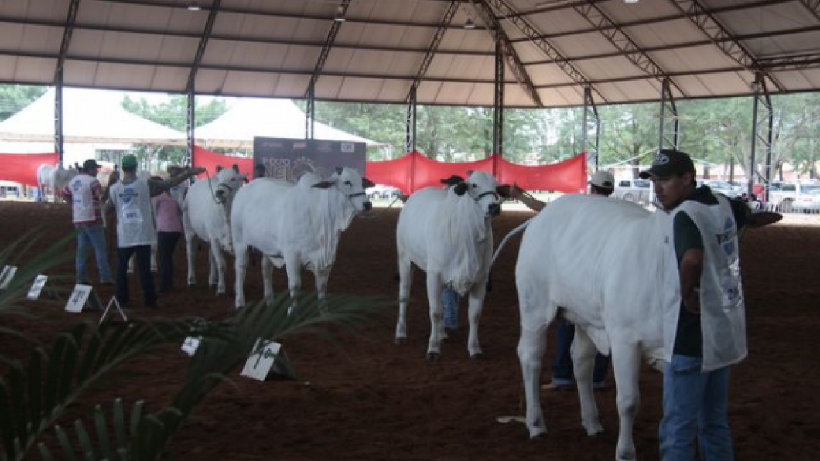 Julgamentos 2ª Expo Nelore Avaré começam nesta quarta-feira  