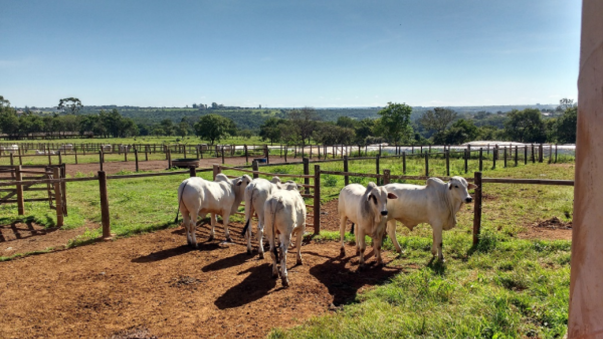 Fazu recebe touros do PNAT 2017 para teste de Eficiência Alimentar