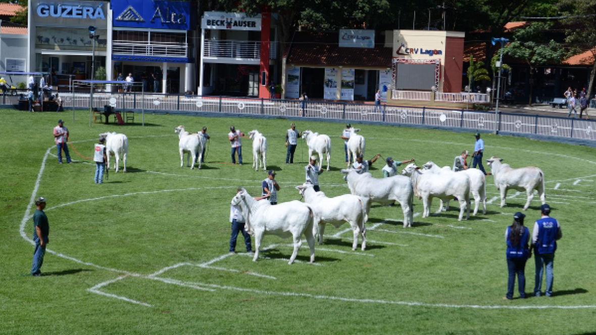 ExpoZebu 2021: inscrições começam no próximo dia 28
