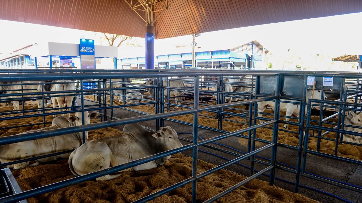 Avaliação dos Touros PNAT é destaque da programação desta quarta-feira (24) da ExpoGenética