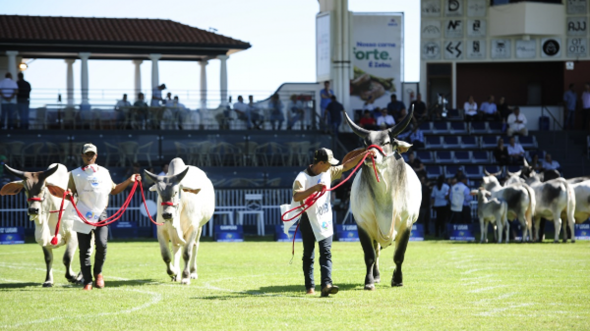 ExpoZebu 2021: Número de animais inscritos já é 43% maior que edição anterior