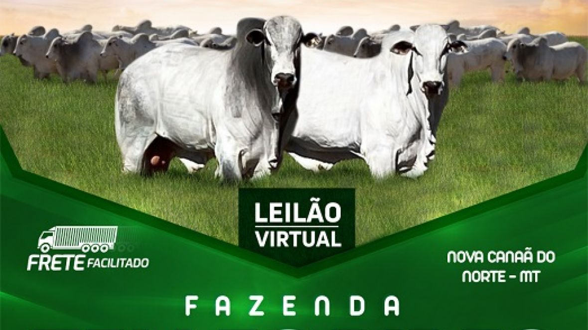 'Leilão Virtual Fazenda Telles Pires' acontece na próxima quarta-feira (02) 