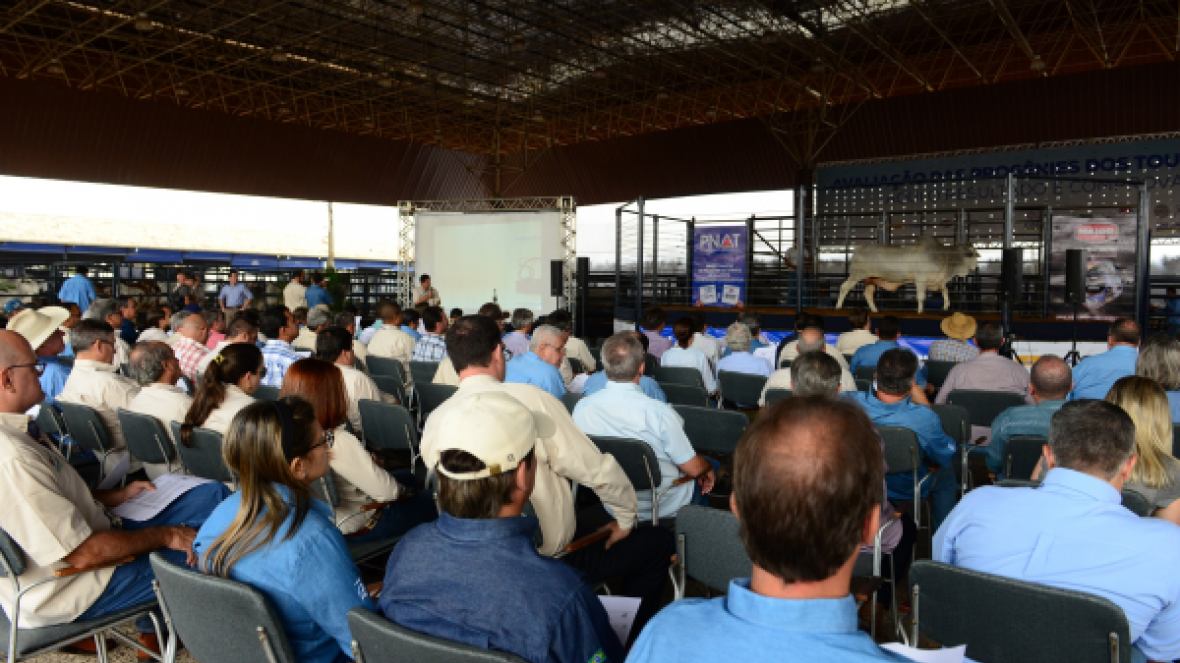 PNAT 2019: apresentação de touros em movimento reúne criadores e técnicos