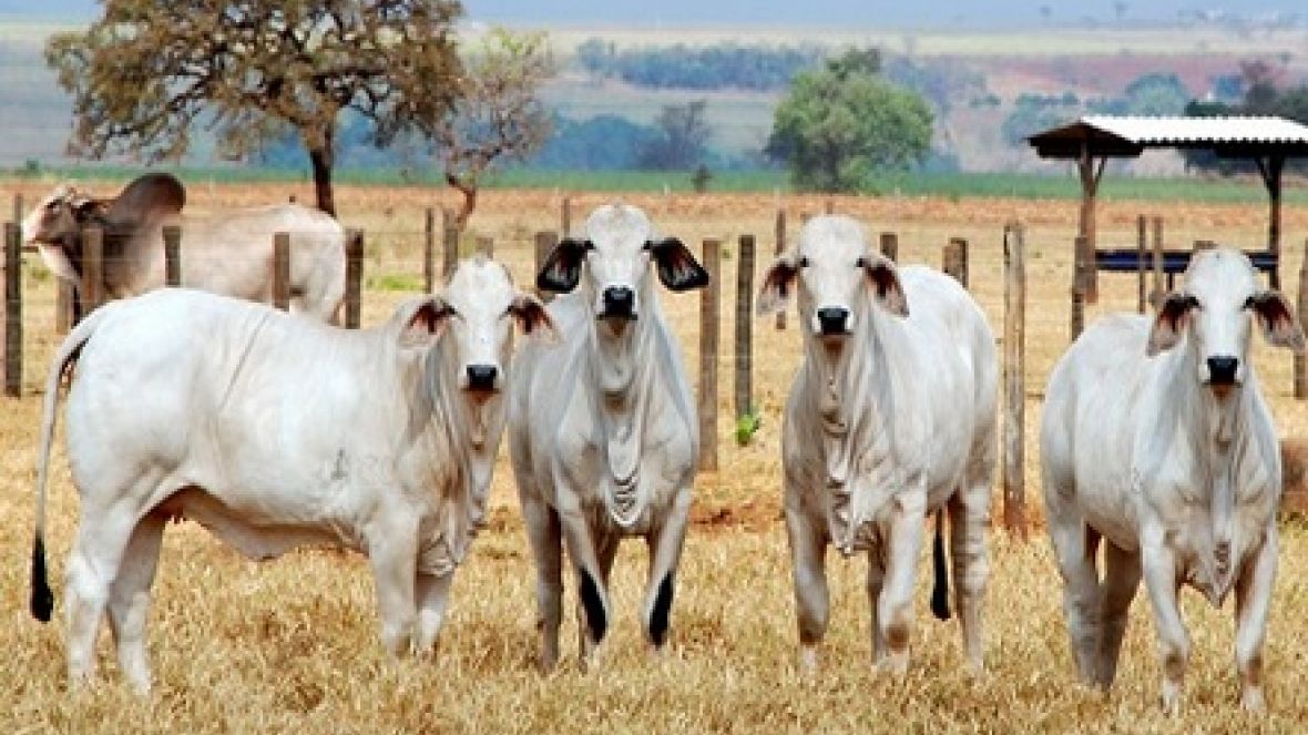 Preparação do gado para a seca é tema de palestra 
