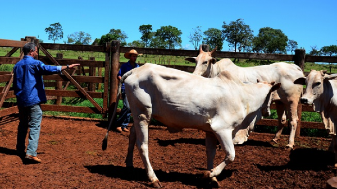 Acasalamento de curral é novo serviço do PMGZ para propriedades com até 30 matrizes