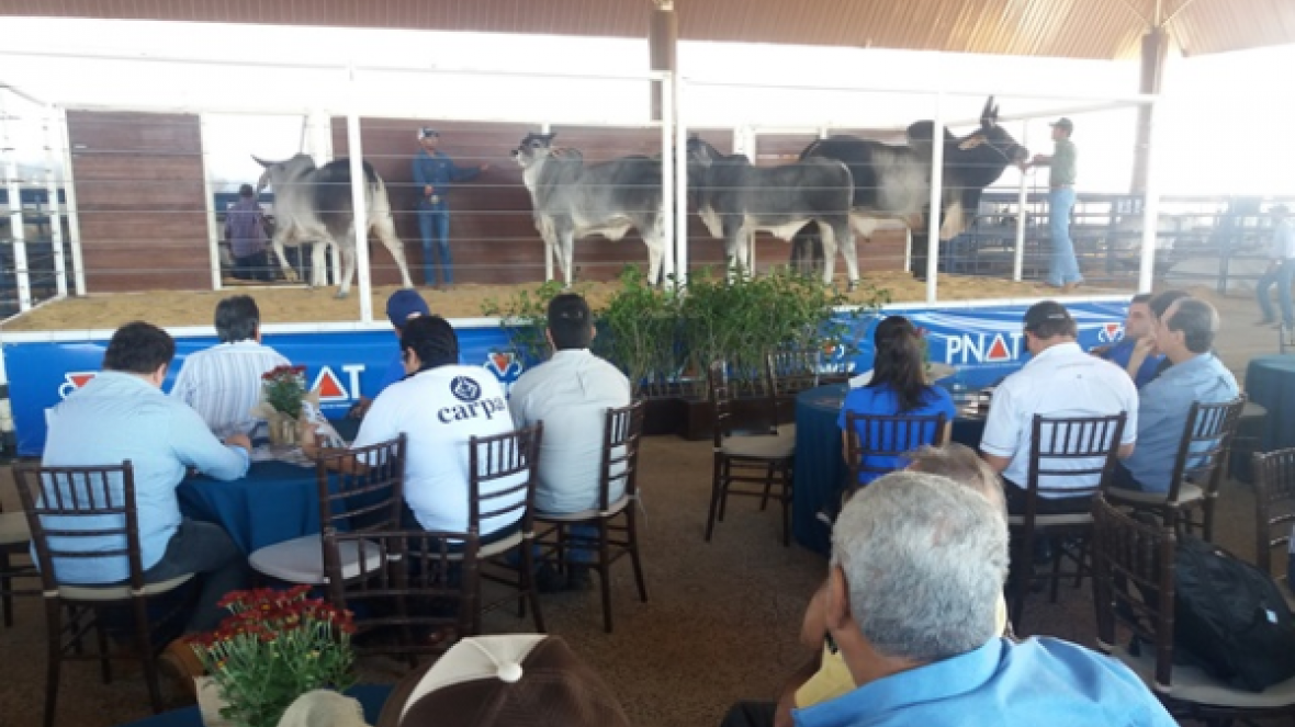 PNAT emplaca mais 23 touros jovens para o mercado
