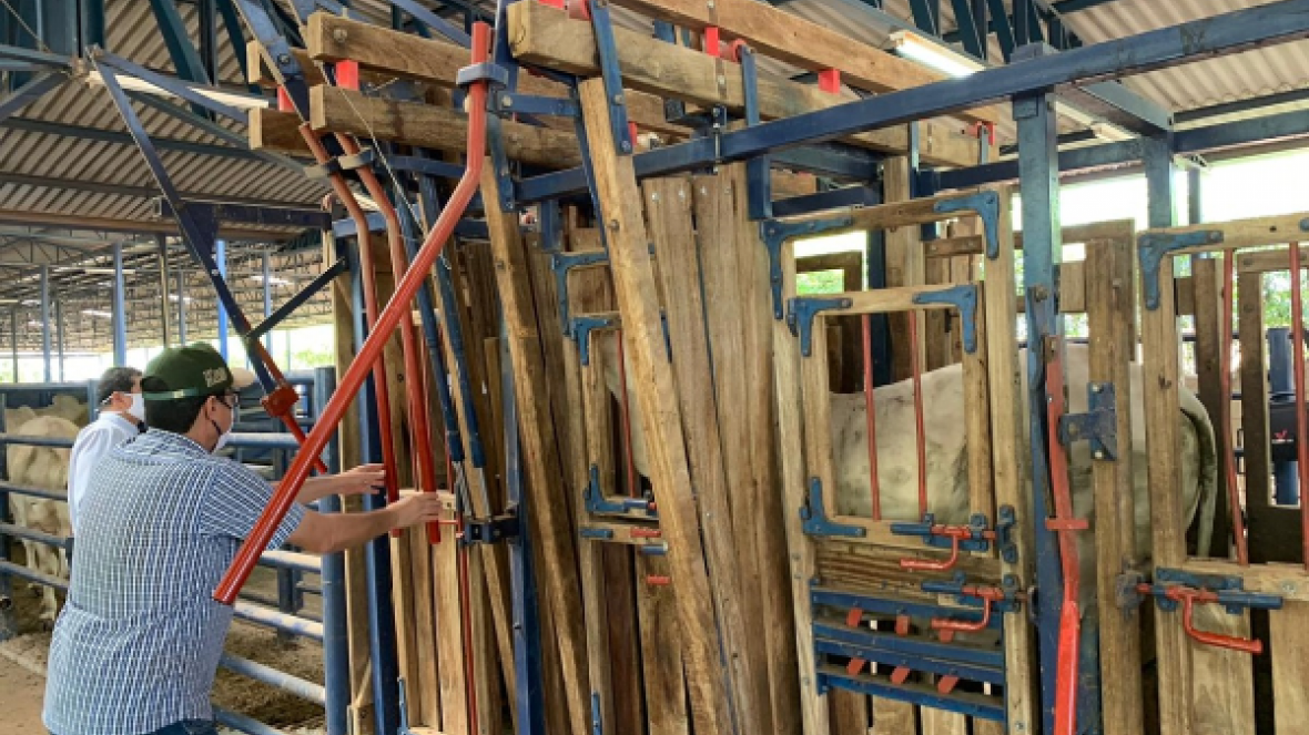 Bezerros participantes do ?Zebu: Carne de Qualidade? passam por mais uma pesagem