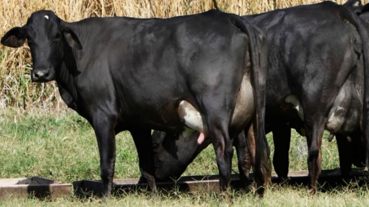 Guzolando fará estreia na ExpoZebu 2016