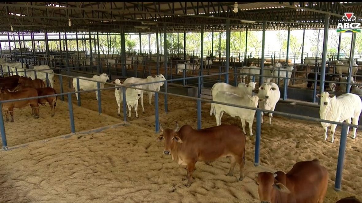 Quarentenário da Fazenda Experimental da ABCZ recebe nova remessa de animais para exportação à Bolívia