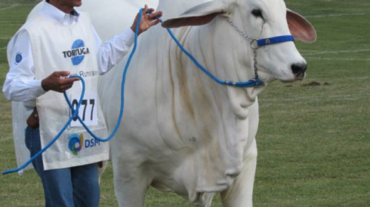 Tabapuã define os campeões da ExpoZebu 2016