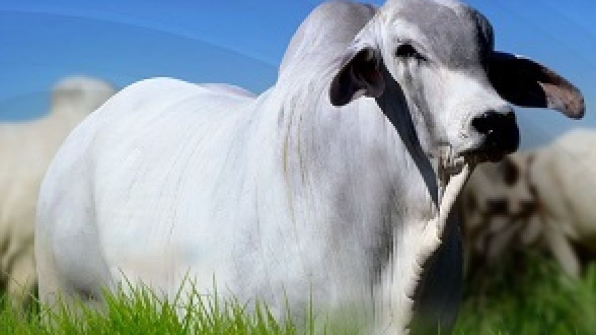 ?Leilão Virtual Origem do Tabapuã? oferecerá reprodutores com genética comprovada