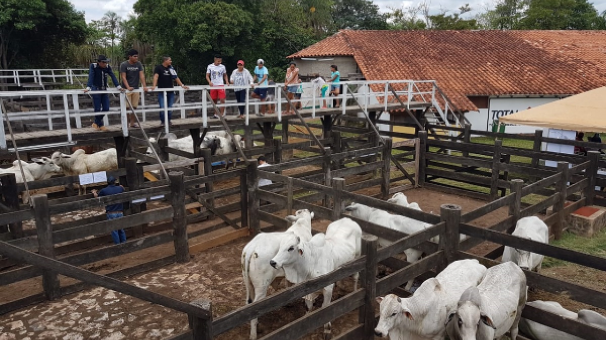 Primeira edição do Pró-Genética no exterior comercializa mais de 20 touros na Bolívia 
