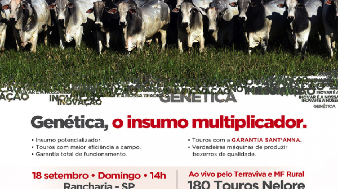 27º Leilão Fazendas Sant?Anna terá oferta de 180 touros Nelore