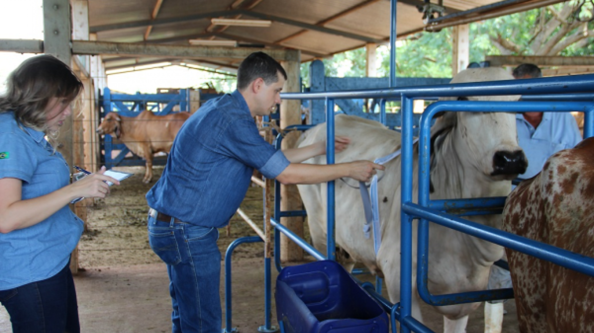 ABCZ adota novo modelo de avaliação linear para zebuínos leiteiros