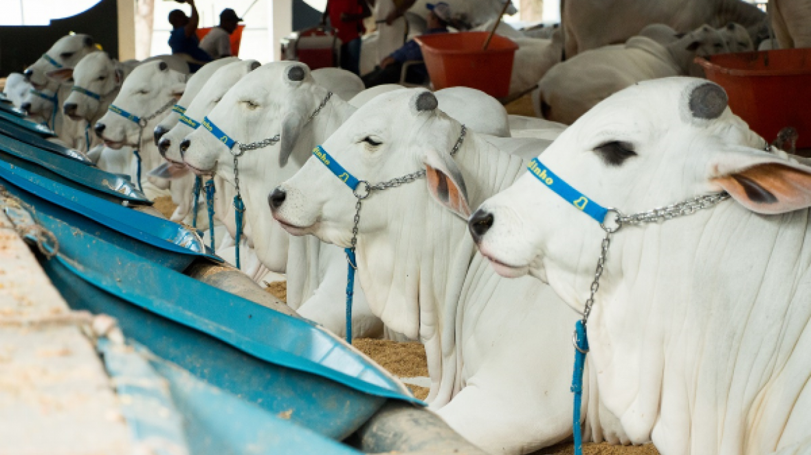 Expoinel Minas deve reunir mais de mil animais no Parque Fernando Costa