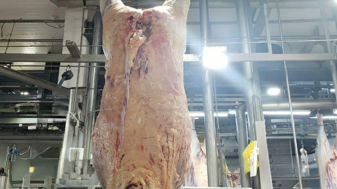 Animais participantes da terceira edição do programa ‘Zebu: Carne de Qualidade’ passam por abate técnico
