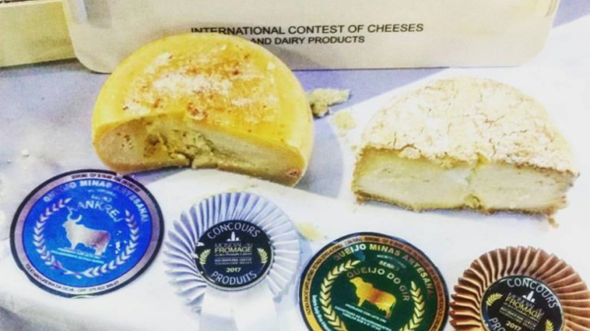 Queijos produzidos com leite de Zebu conquistam prêmio internacional