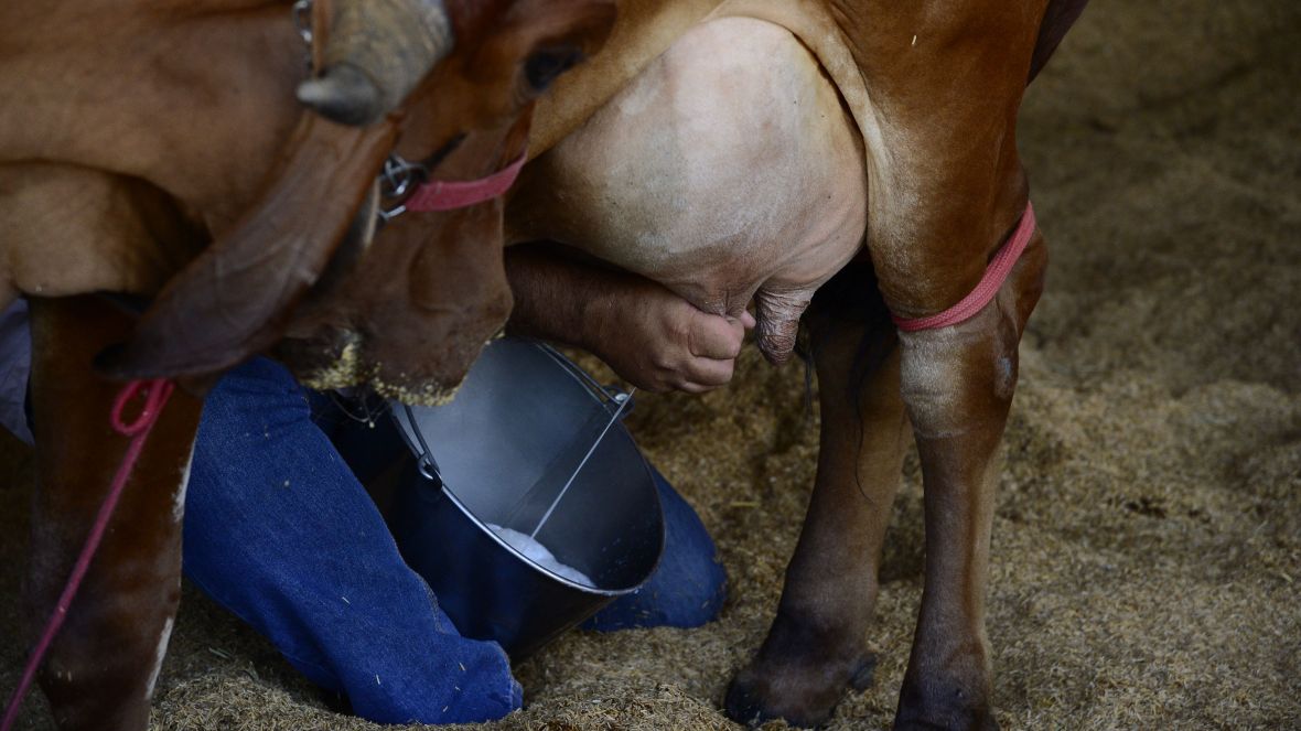 ABCZ divulga campeãs do 42º Concurso Leiteiro