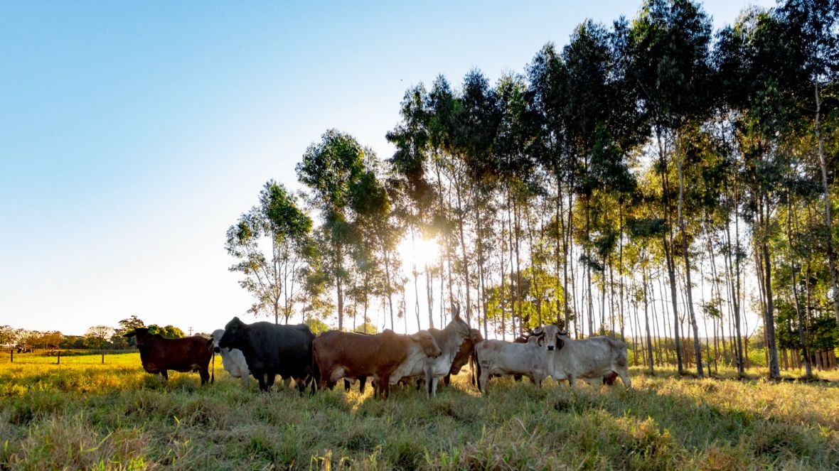 Pecuaristas de leite se preparam para a ExpoLeite, em Uberaba (MG)