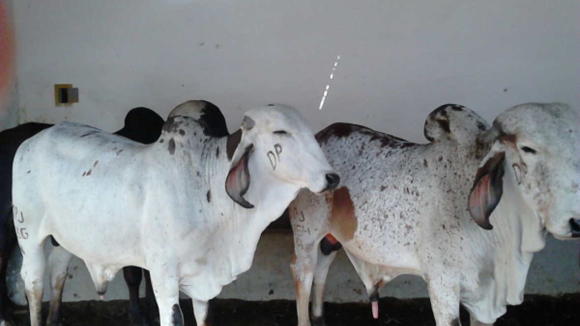 Touros zebuínos e fêmeas de qualidade fazem o sucesso do Pró-Genética         