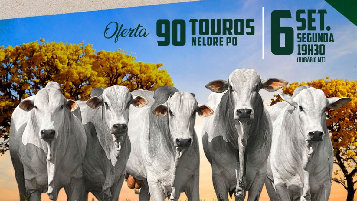 ‘Leilão virtual Fazenda Preciosa’ vai ofertar mais de 80 exemplares de Nelore PO