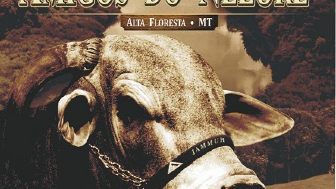 Amigos do Nelore oferta touros com selo PMGZ e Pró-Genética no MT