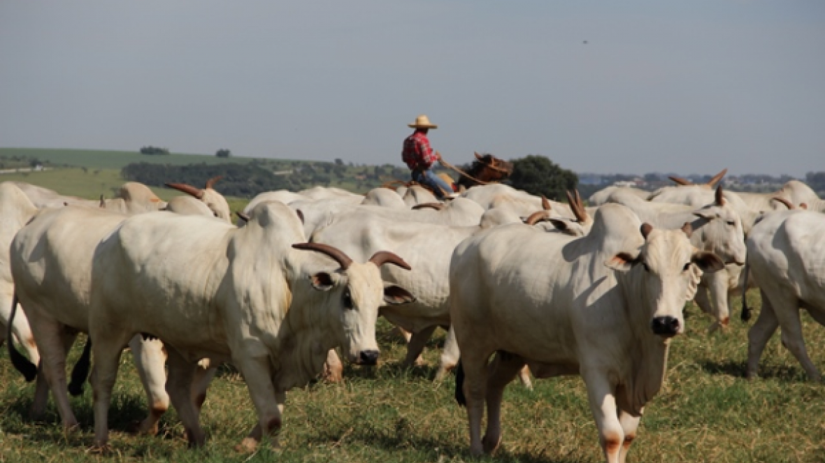 Estudo aponta caminhos para atividade pecuária em MG
