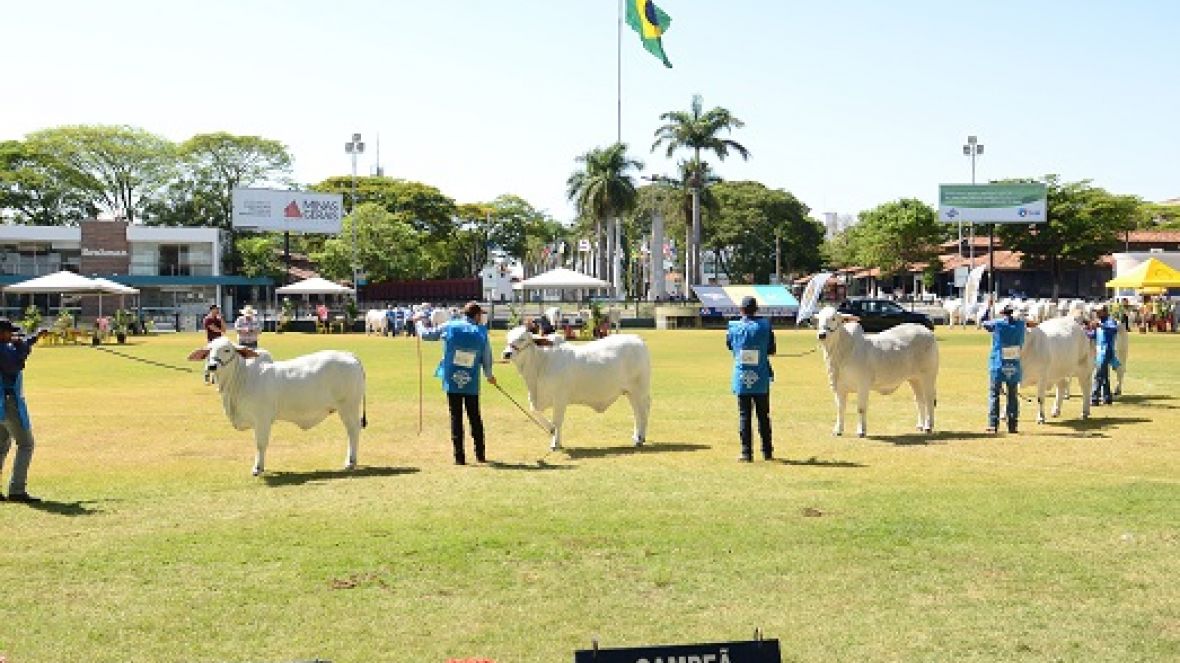 ExpoBrahman 2017 anuncia grandes campeões de pista e a campo
